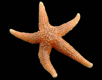 ASTERIAS RUBENS